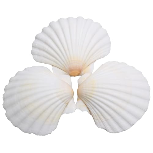 Lucky Baby 25pcs Scallop Shells for Crafts, 2-3 Inches White Large Natural Seashells for Diy Home Decor, Baking Shells for Serving Food