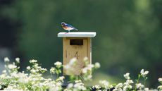 A bluebird perched on a bird box