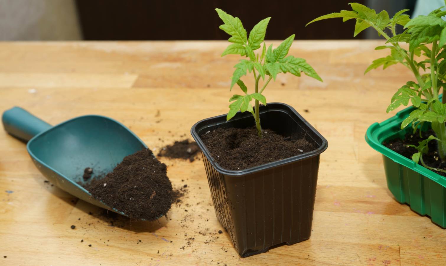 Tomato seedlings