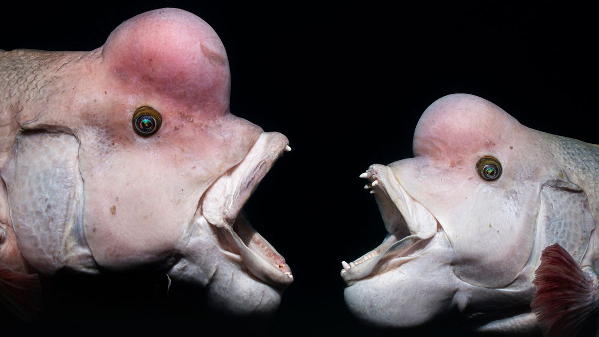 The winning images from Underwater Photographer of the Year 2025 are mind-blowing and otherworldly!