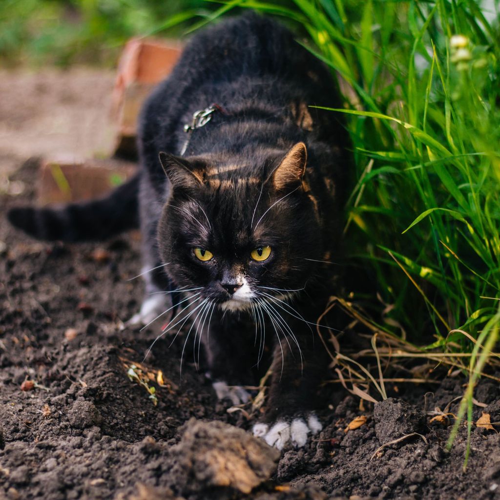 How to stop cats pooping in garden in five easy steps Ideal Home