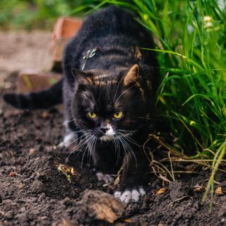 Black cat crawling in soil