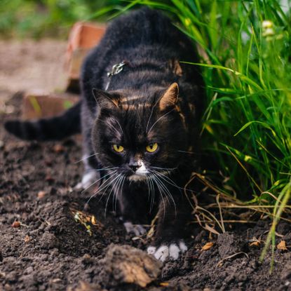 Black cat crawling in soil