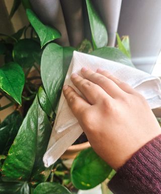 A hand wearing a purple jumper wiping a green pothos plant with a cloth