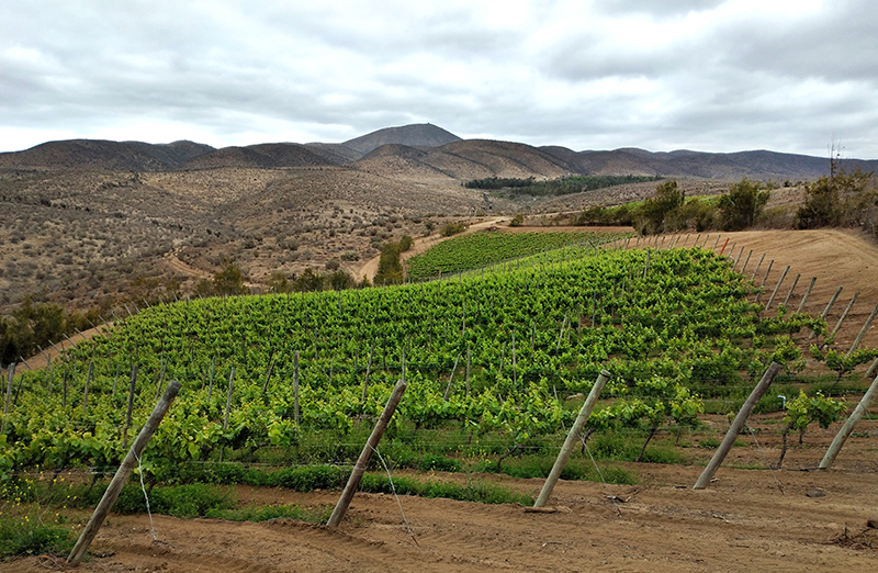 Quebrada-de-Chalinga_Vineyard.jpg