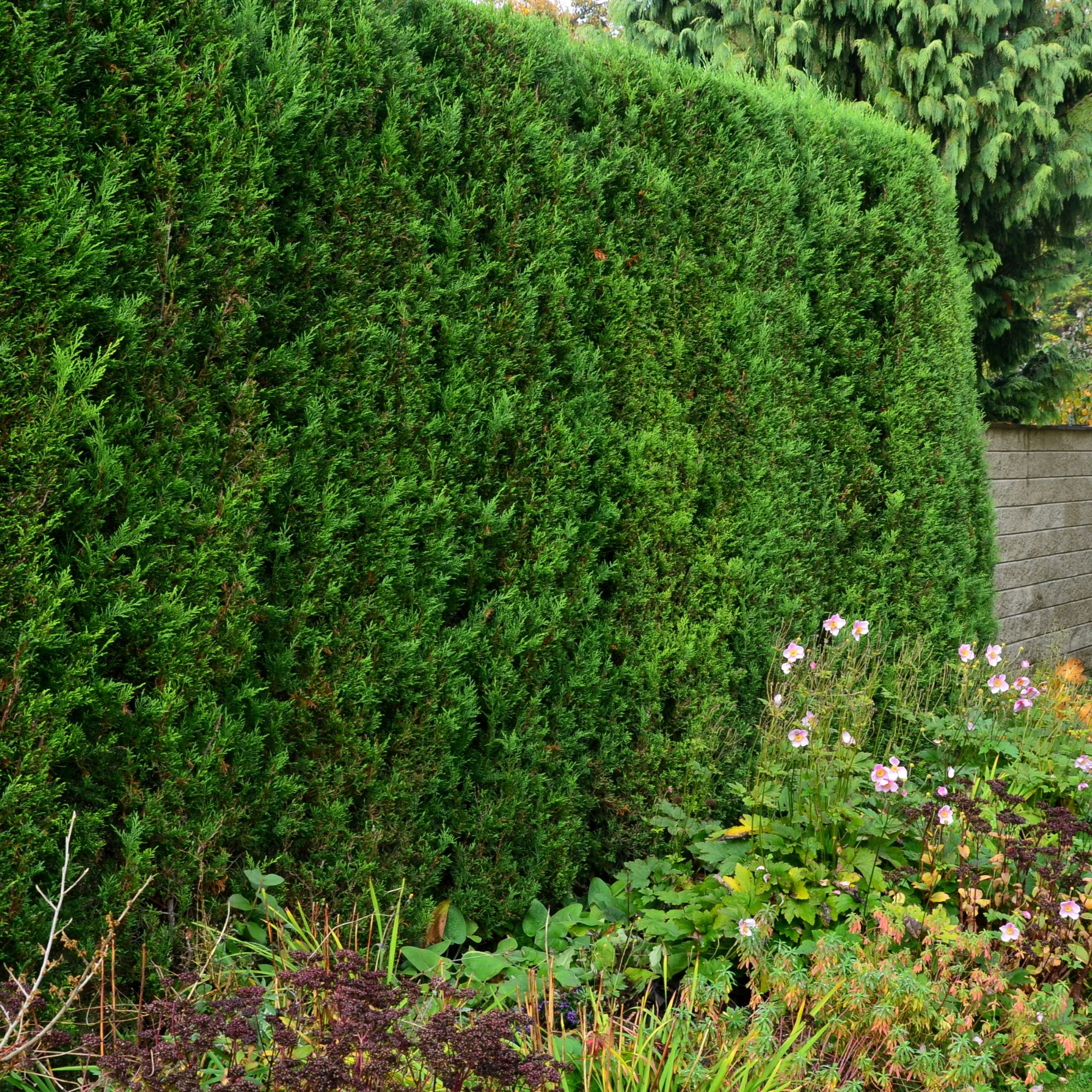 Leyland cypress hedge