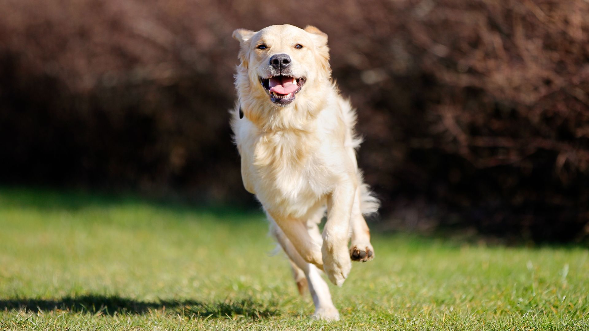 Golden retriever running through field