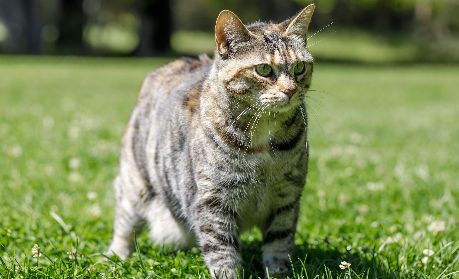 American bobtail tabby on grass