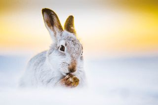 Sunset and the Hare - Kevin Morgans took this in the Cairngorms ©2018 British Wildlife Photography Awards