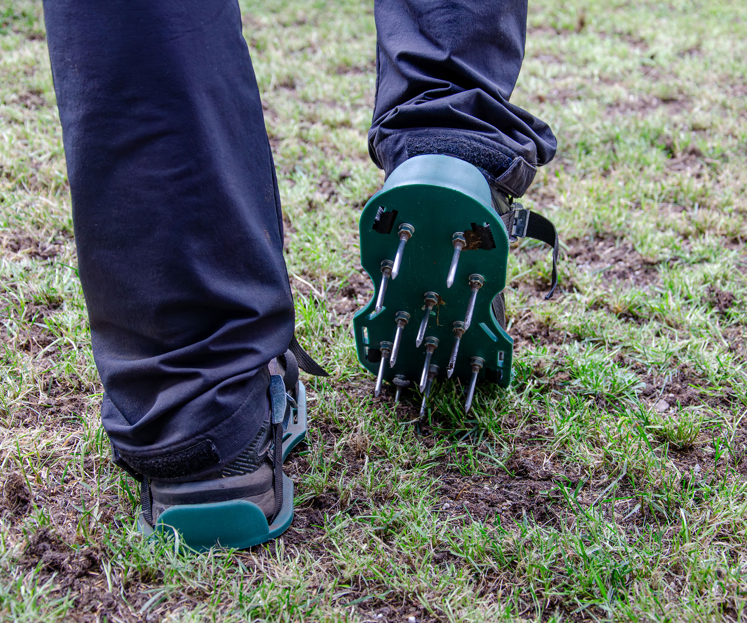 spiky lawn aerating shoes being used to work on a compacted lawn