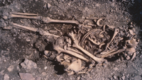 a human skeleton with other human bones on top, being excavated from the ground