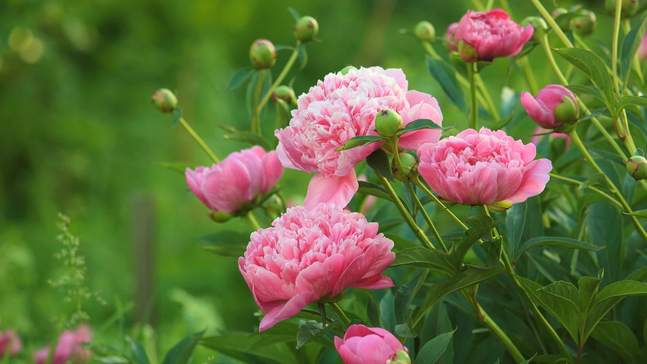 pink peonies