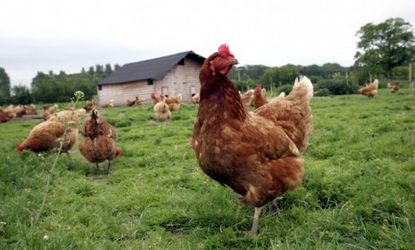 In a potentially industry-changing move, Burger King announced Wednesday that it will use only cage-free chickens and pigs by 2017.