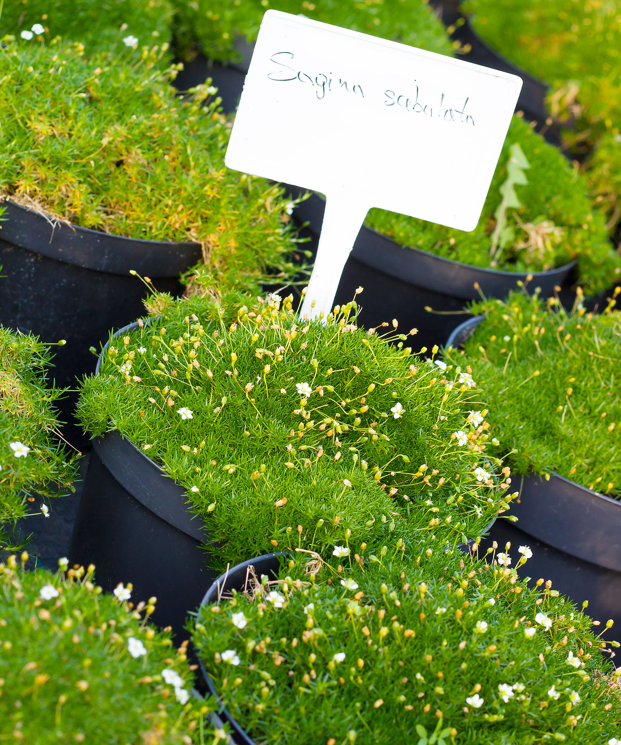 Irish moss plants in plastic pots
