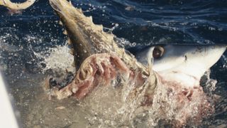close up of a mako shark tearing at a piece of bait with water splashing 