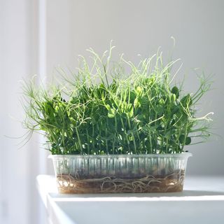 Pea shoots in plastic container