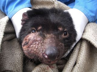 Tasmanian devil with facial tumor disease
