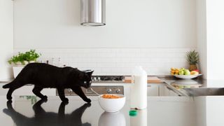 Black cat on counter