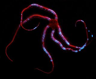bioluminescent creatures of the caribbean sea.