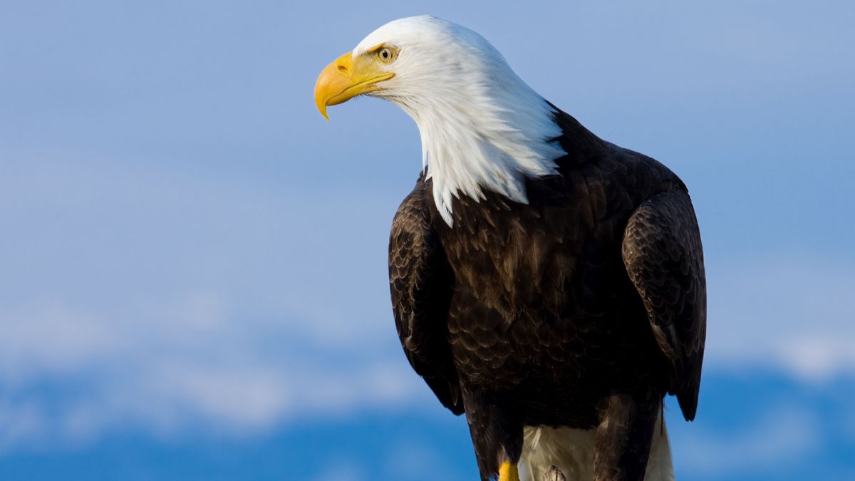 Say Hello to Your Birth Month Bird of Prey – And the Special Meaning Behind Each One