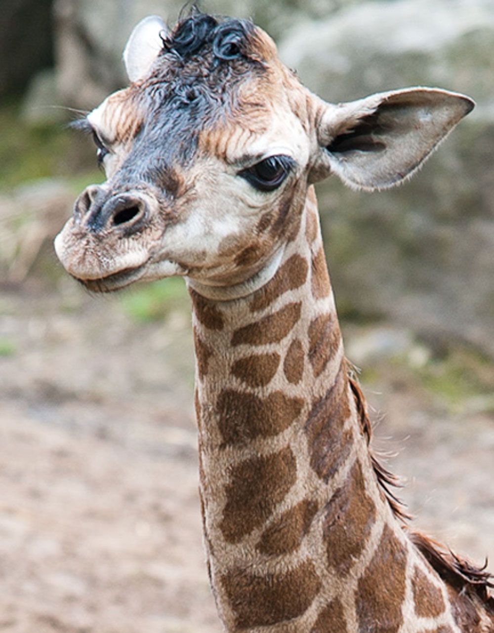 Baby Giraffe Photos Belfast Zoo Giraffe Calf Live Science