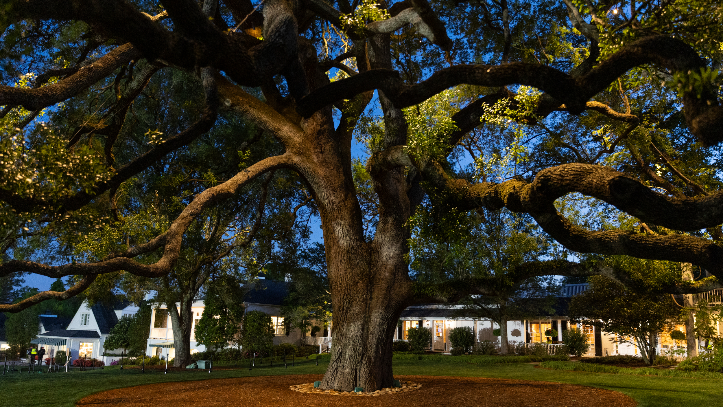 The Big Oak Tree at Augusta National