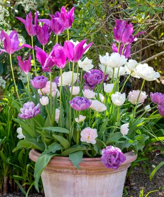 tulips in a teracotta pot at arundel castle gardens