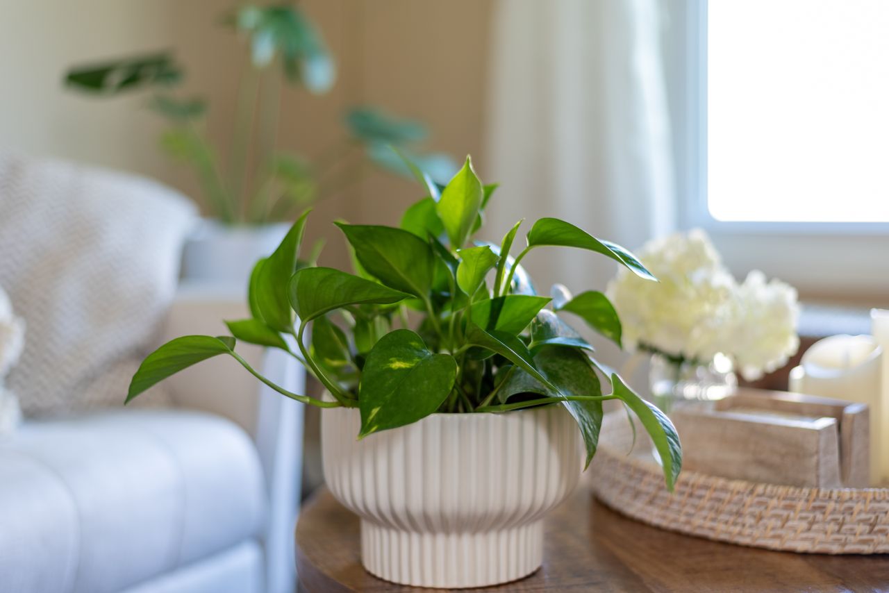 A Devil&#039;s Ivy houseplant in a ribbed white pot on a coffee table