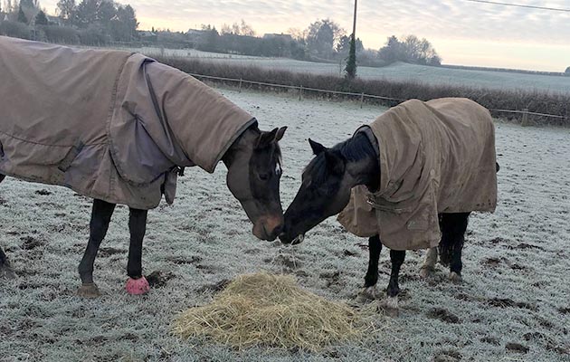 A &lsquo;Lady and the Tramp&rsquo; moment for Levi and Seren sharing their morning hay, sent to us by Helen Jackson