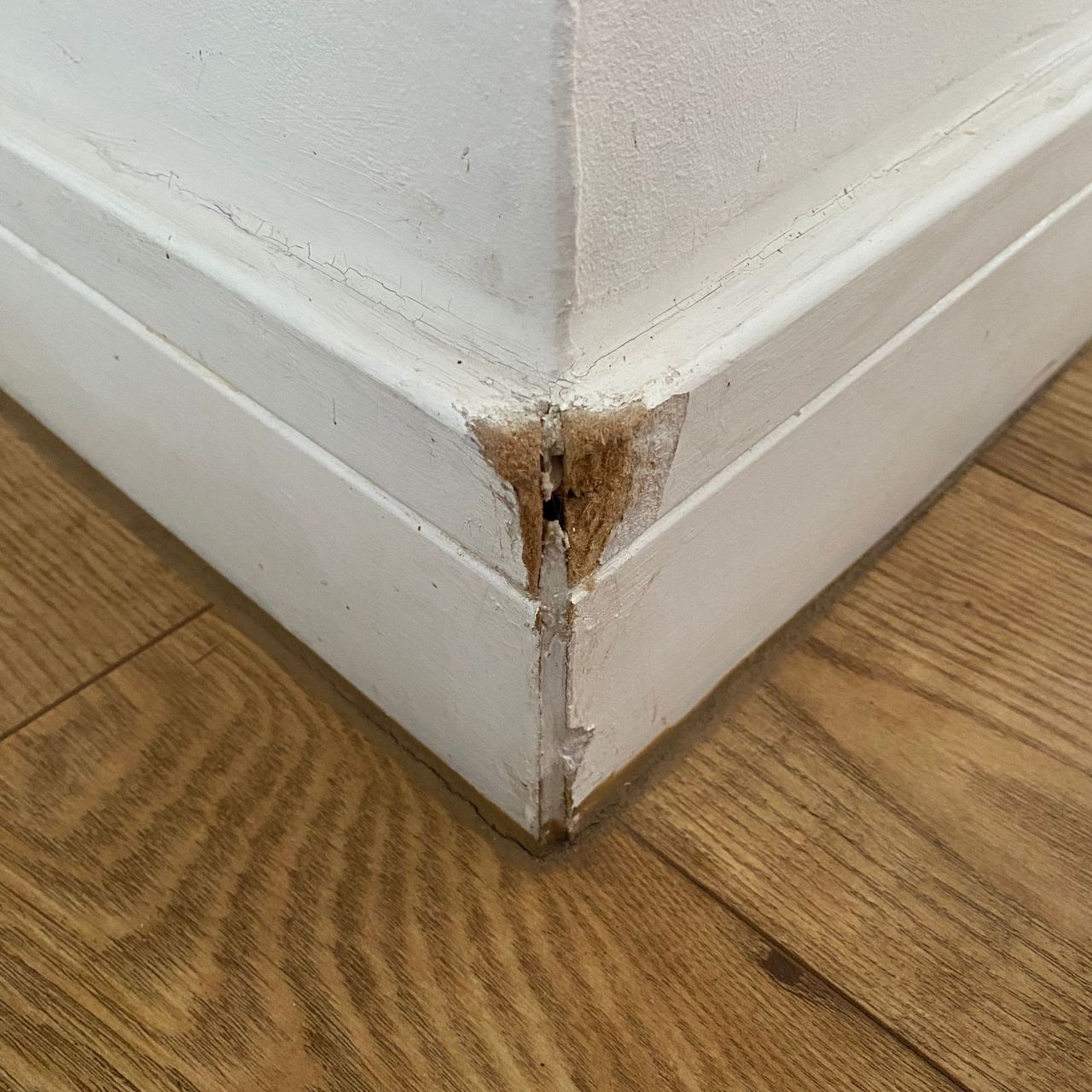 Chewed outer corner of a skirting board