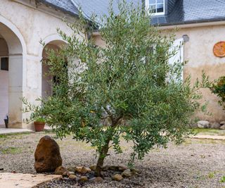 A large olive tree in a courtyard garden