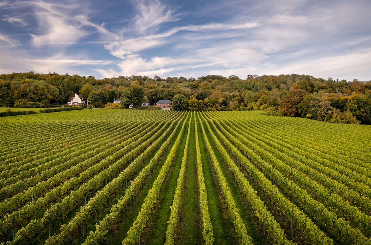 The summer view of Squerryes Estate's vineyard
