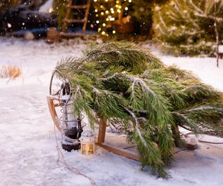pine tree branches on a sleigh outside