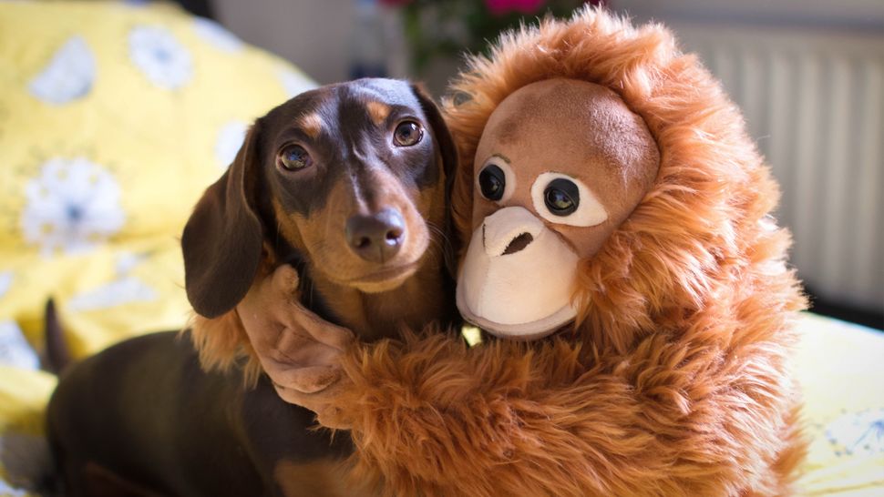 How many toys should a puppy have? PetsRadar