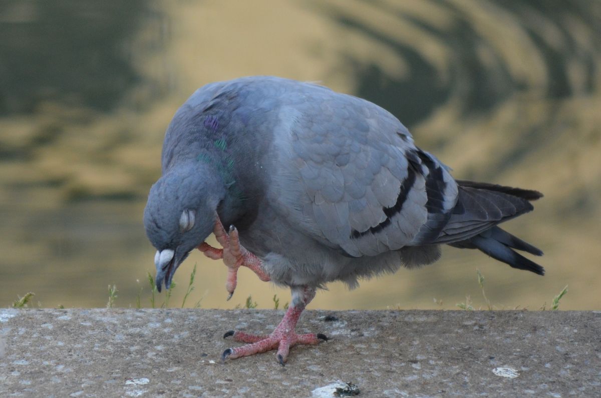 A photo taken on a Nikon D5100 DSLR camera