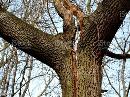 A tree with a long split down its trunk, probably from a lightning strike