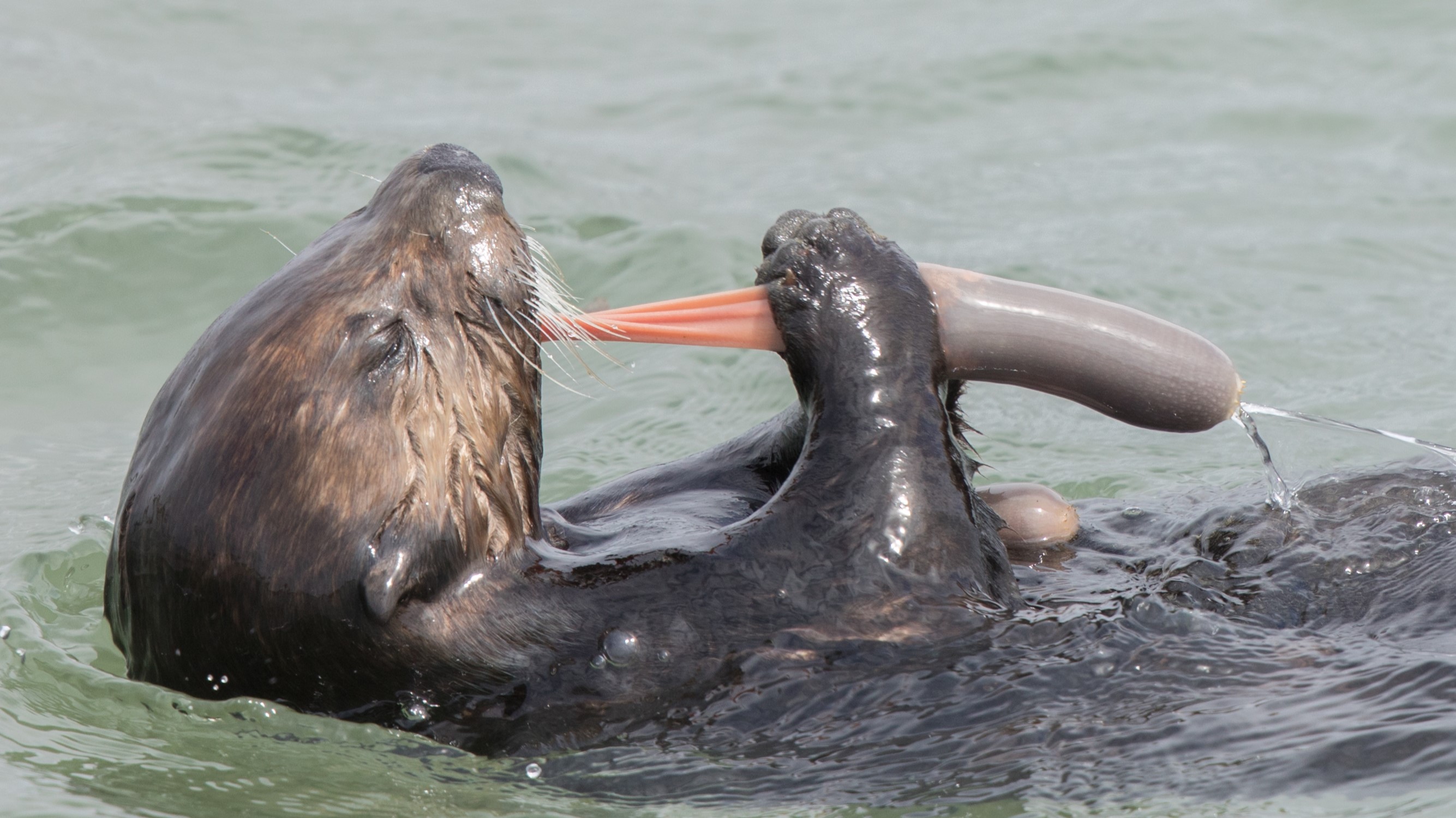 Sea Otter (Enhydra lutris) snacking on Fat Innkeeper Worm (Urechis caupo), Moss Landing State Beach, Monterey Bay, California, USA.