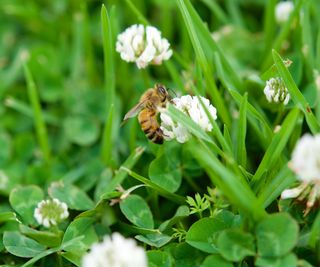 A bee on a white clover flower in a lawn