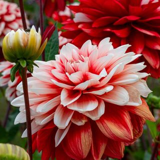 How to keep dahlias blooming: close-up image of a red dahlia in New Forest, UK