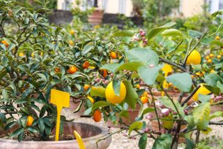 best fruit trees to grow in pots: citrus tree in containers