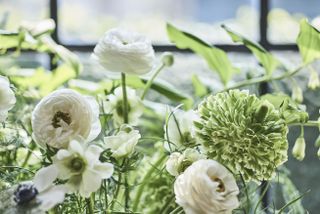 a bunch of RANUNCULUS flowers in vase