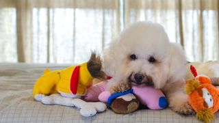 Poodle with a pile of soft toys