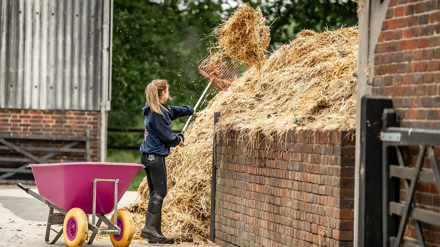 Could horse poo hold the key to life on Mars? Image shows a groom forking a muck heap