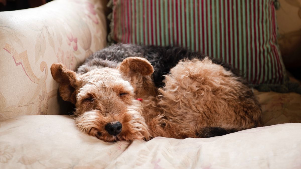 How to get a dog to sleep PetsRadar