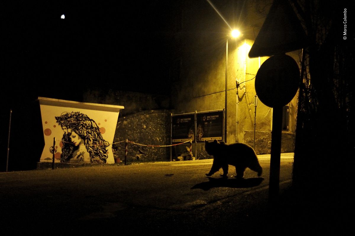 Crossing paths by Marco Colombo, Italy Winner 2018, Urban Wildlife