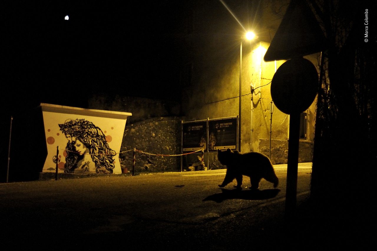 Crossing paths by Marco Colombo, Italy Winner 2018, Urban Wildlife