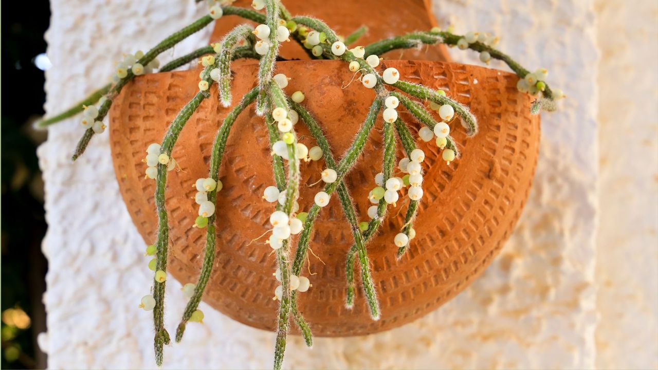 Rhipsalis Baccifera Horrida in clay pot