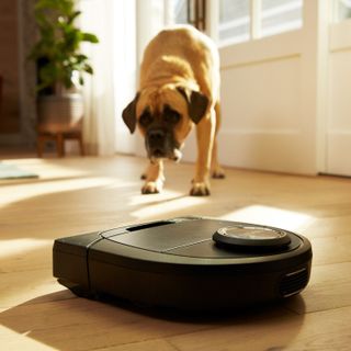 A robot vacuum for pet hair is a great choice - try the Neato Botvac D750 Connected Premium Pet Edition