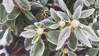 picture of rhododendron with frost on it