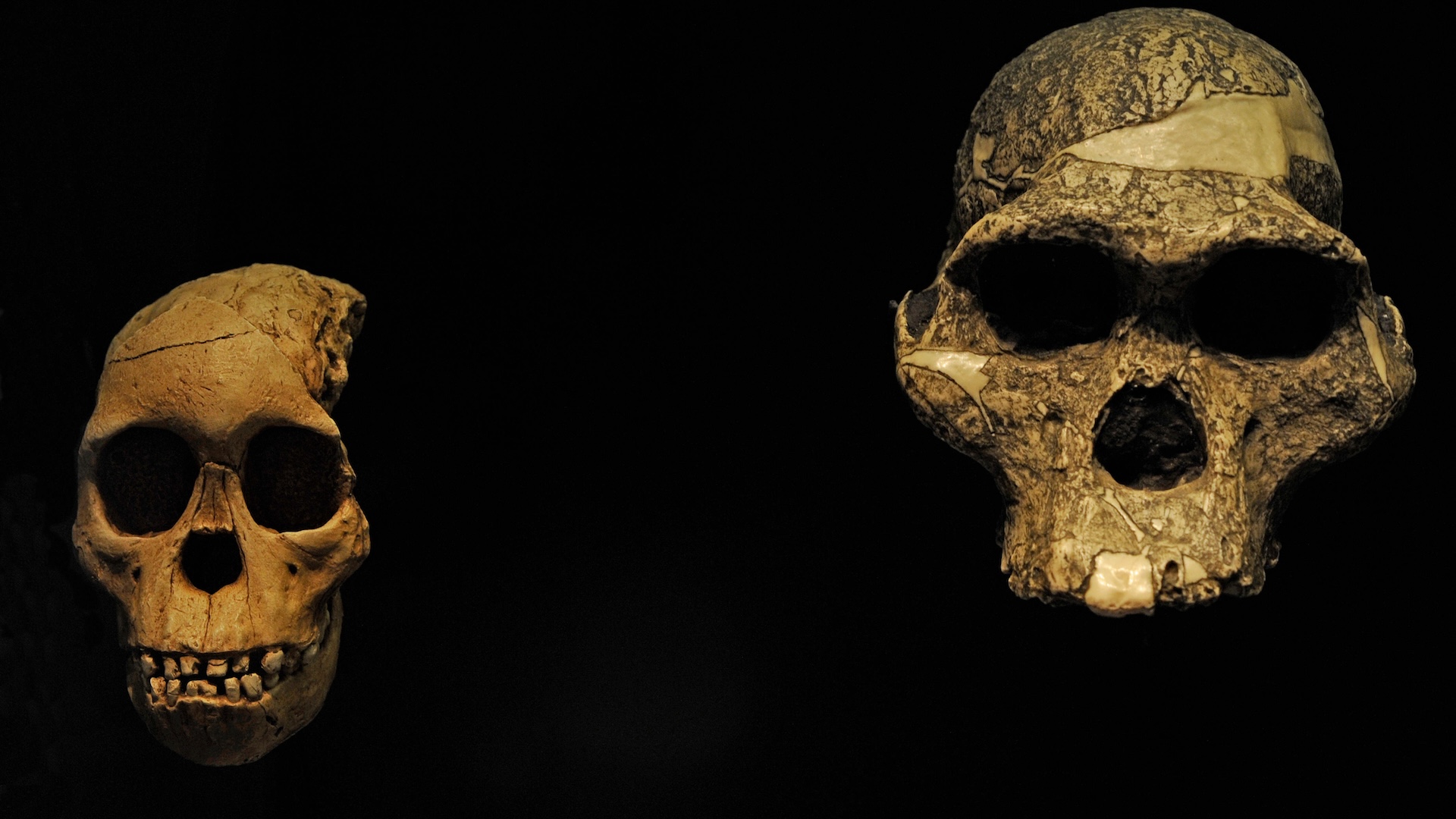 From ‘Lucy’ to the ‘Hobbits’: Essentially the most noted fossils of human family